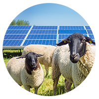 Solarfeld und Schafweide